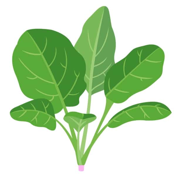 The chlorophyll powerhouse of spinach