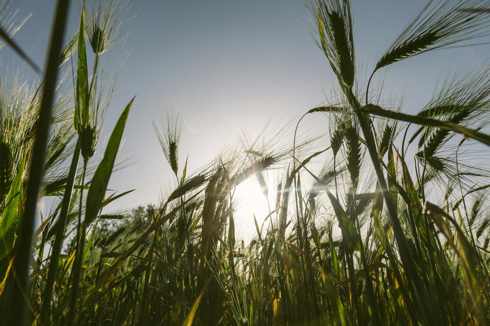 Barley Grass Benefits