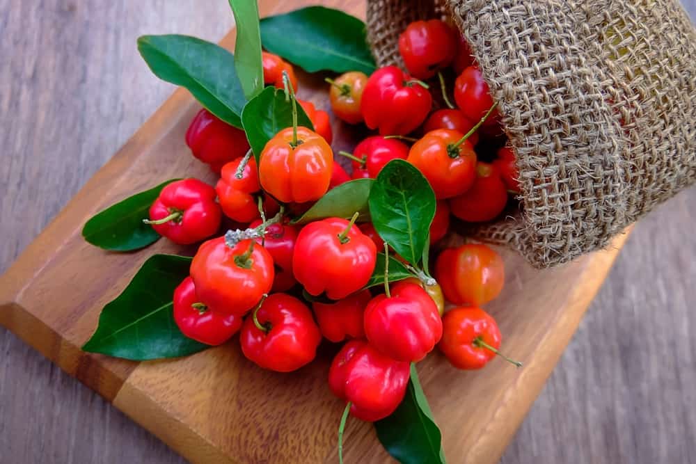 Is acerola better than vitamin C?