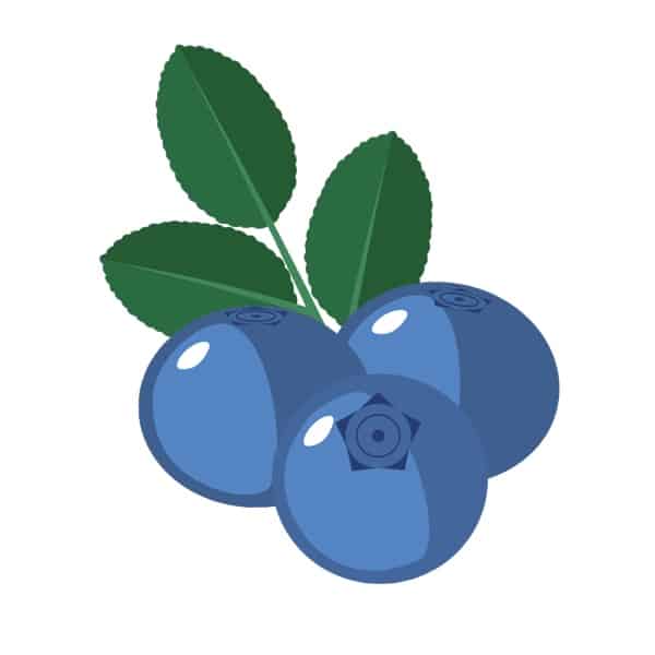 The antioxidant super fruit of blueberries