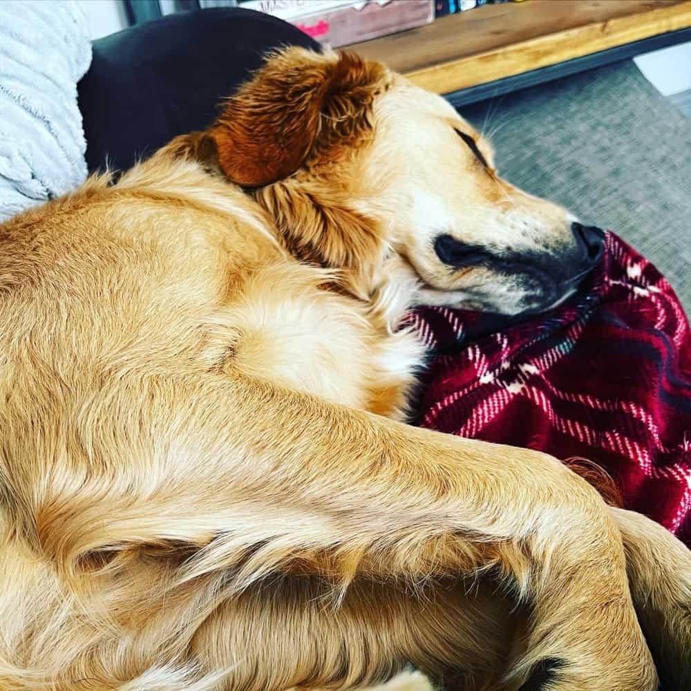 Chester the ginger retriever