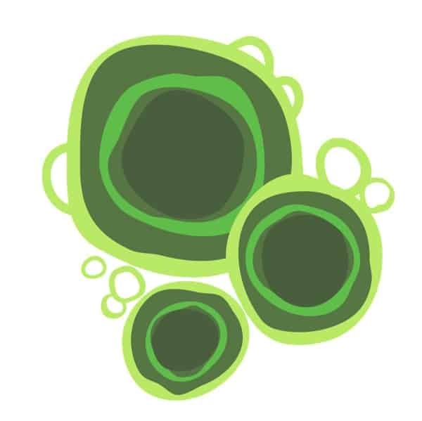 best chlorella supplement