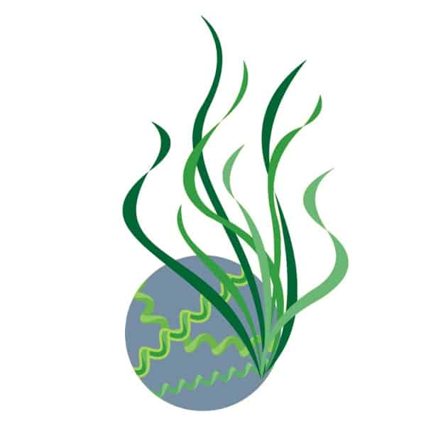 Spirulina supplement UK