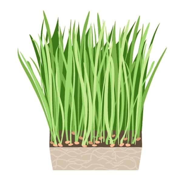 Wheatgrass supplement, with barley grass spirulina, chlorella, alfalfa and more