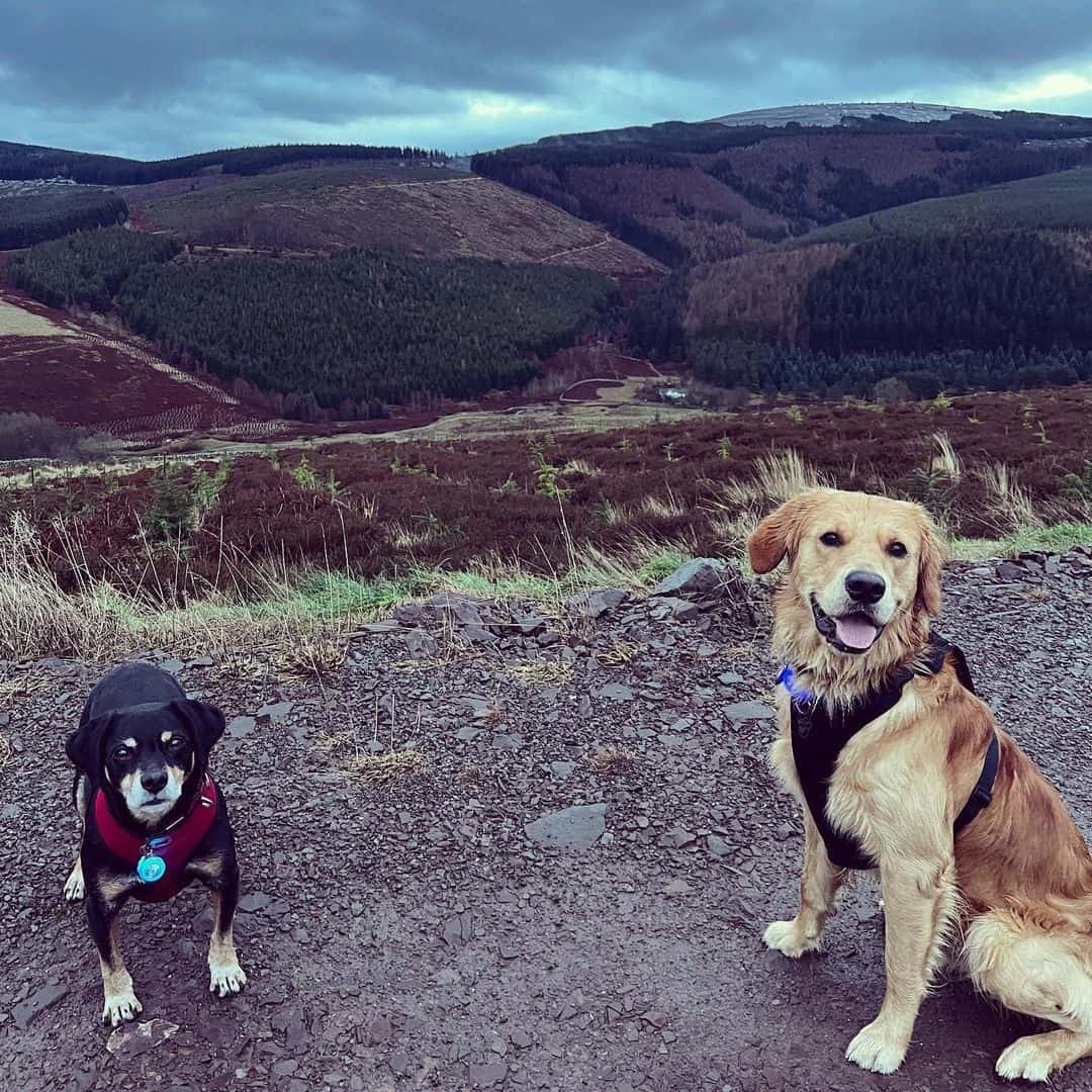 The Dogs of Lean greens