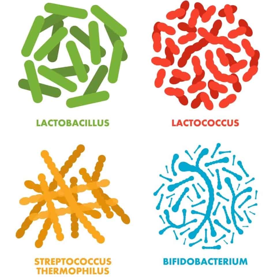 Probiotic strains